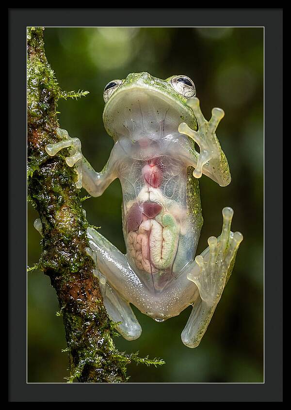 Glass Frog Anatomy Revealed