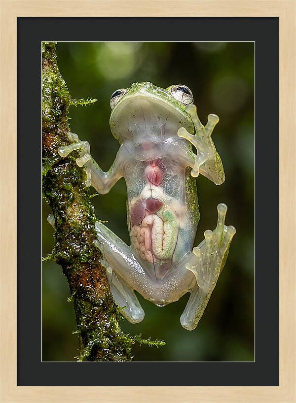 Glass Frog Anatomy Revealed