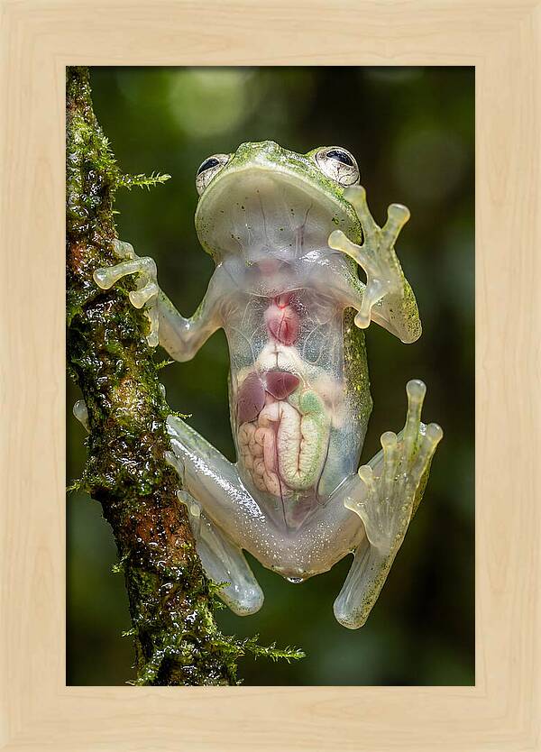 Glass Frog Anatomy Revealed
