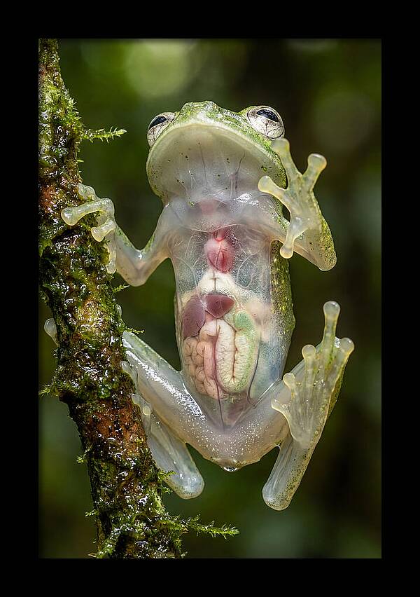 Glass Frog Anatomy Revealed