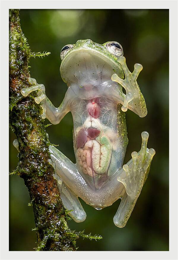 Glass Frog Anatomy Revealed