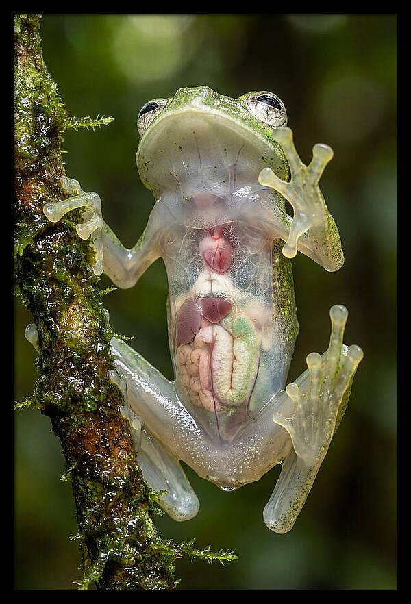 Glass Frog Anatomy Revealed