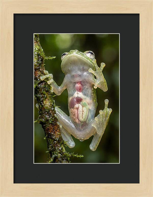 Glass Frog Anatomy Revealed