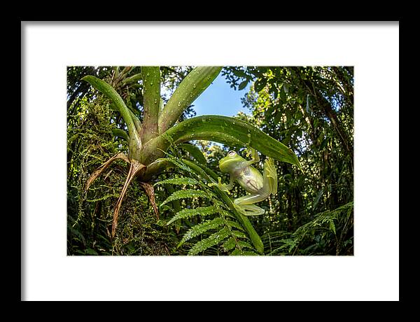Glass Frog On Leaf