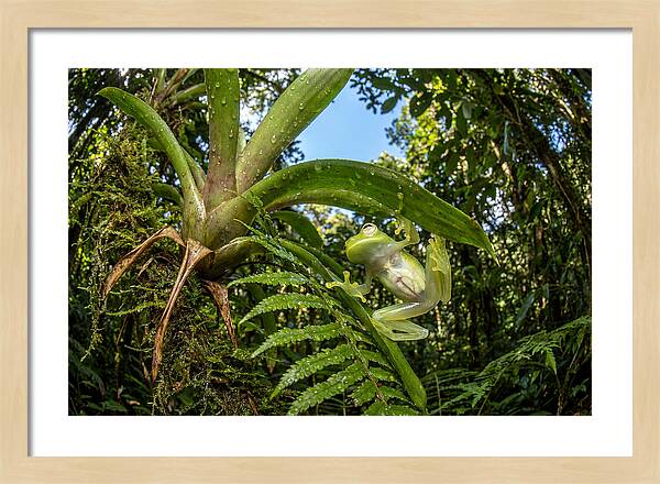 Glass Frog On Leaf