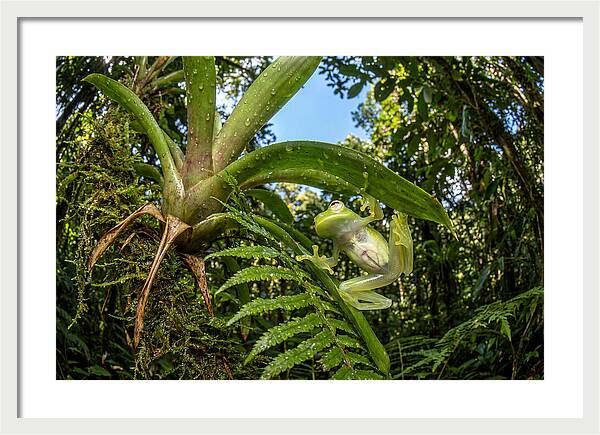 Glass Frog On Leaf