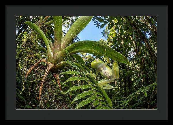 Glass Frog On Leaf