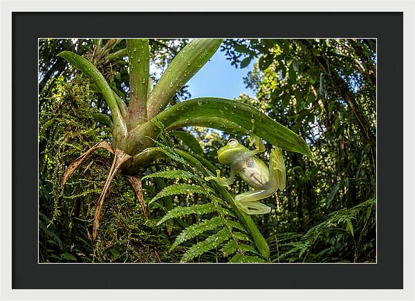 Glass Frog On Leaf