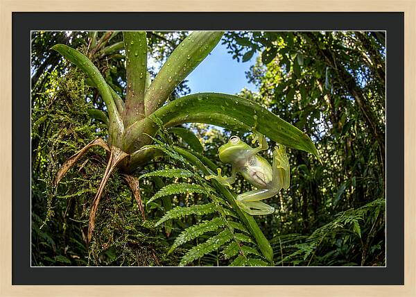 Glass Frog On Leaf