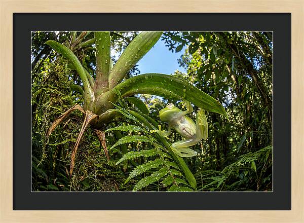 Glass Frog On Leaf