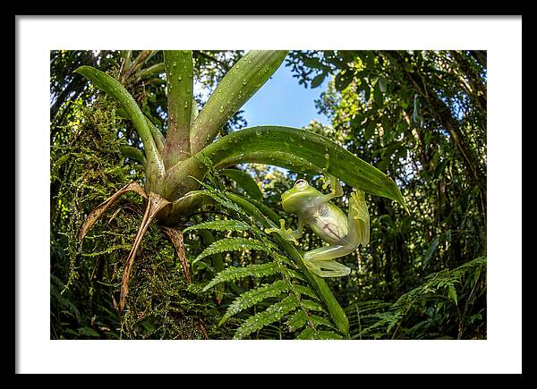 Glass Frog On Leaf