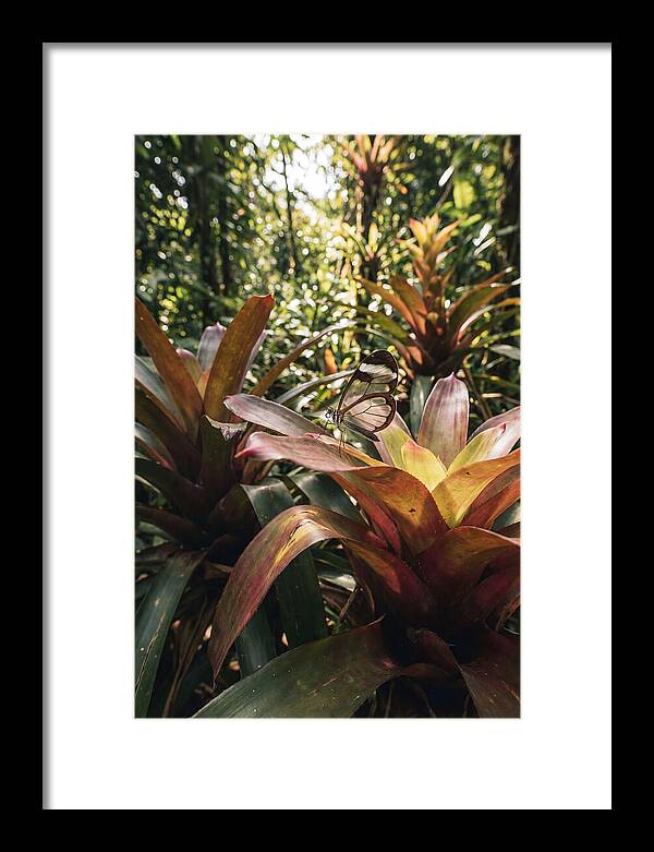 Glass Winged Butterfly Among Tropical Flora
