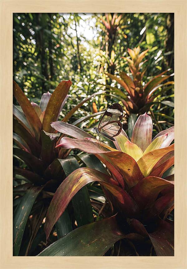 Glass Winged Butterfly Among Tropical Flora