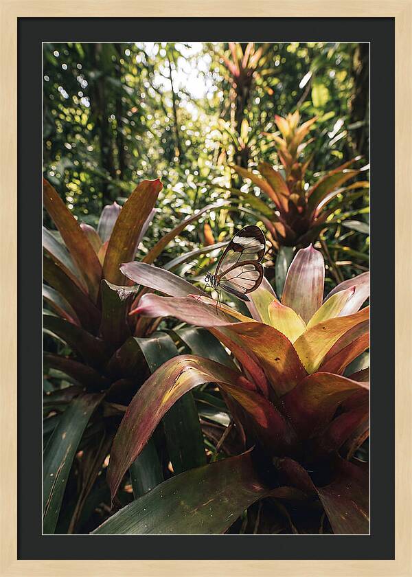 Glass Winged Butterfly Among Tropical Flora