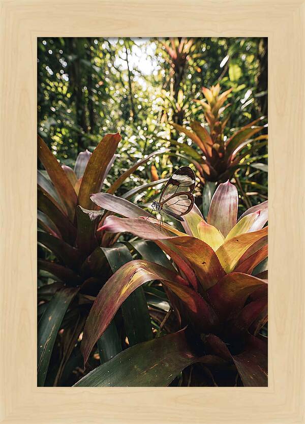 Glass Winged Butterfly Among Tropical Flora