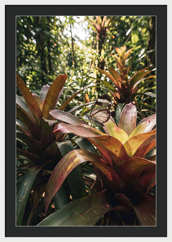 Glass Winged Butterfly Among Tropical Flora