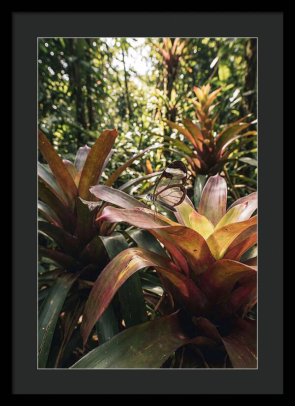 Glass Winged Butterfly Among Tropical Flora