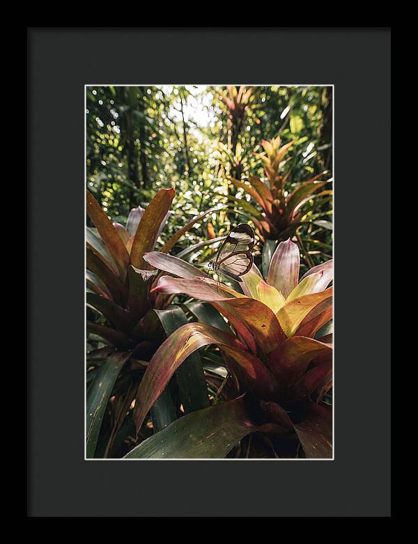 Glass Winged Butterfly Among Tropical Flora