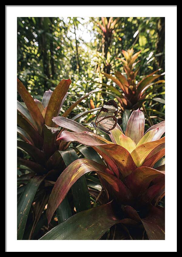 Glass Winged Butterfly Among Tropical Flora