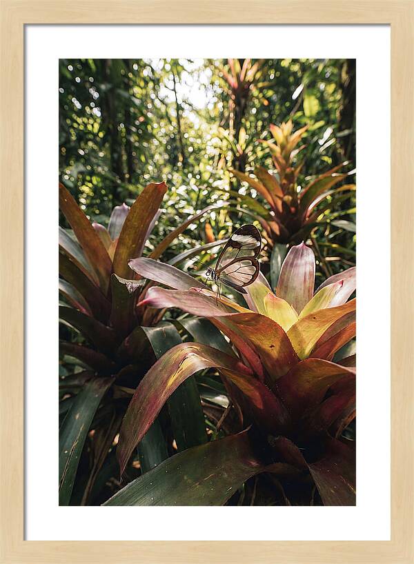 Glass Winged Butterfly Among Tropical Flora