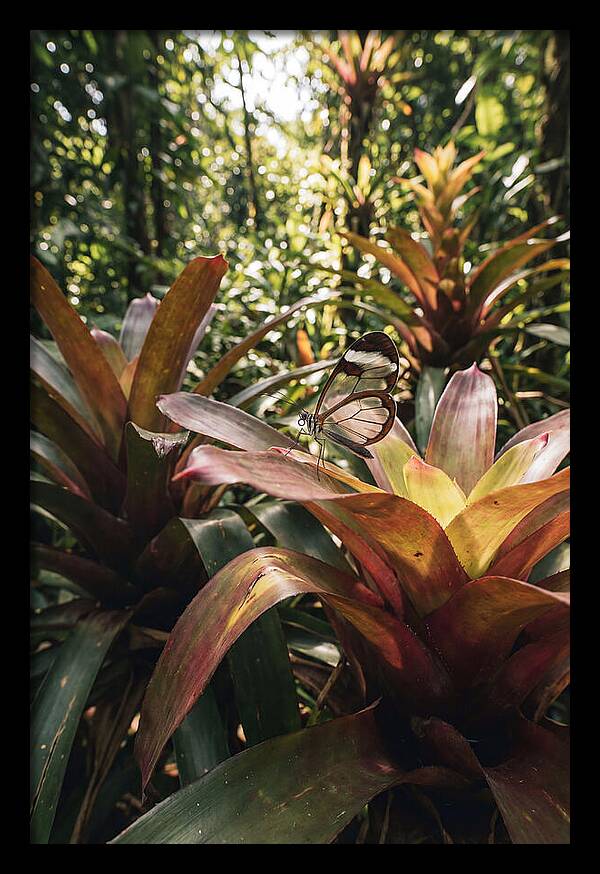 Glass Winged Butterfly Among Tropical Flora