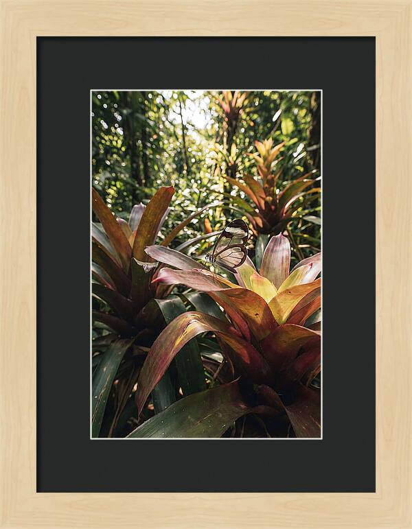 Glass Winged Butterfly Among Tropical Flora