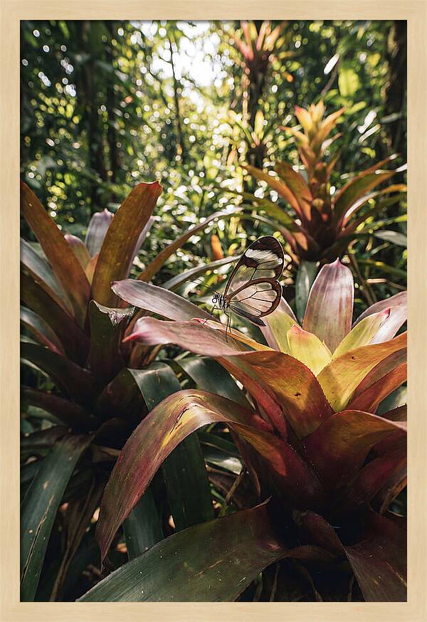 Glass Winged Butterfly Among Tropical Flora
