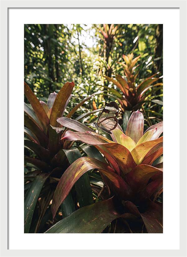 Glass Winged Butterfly Among Tropical Flora