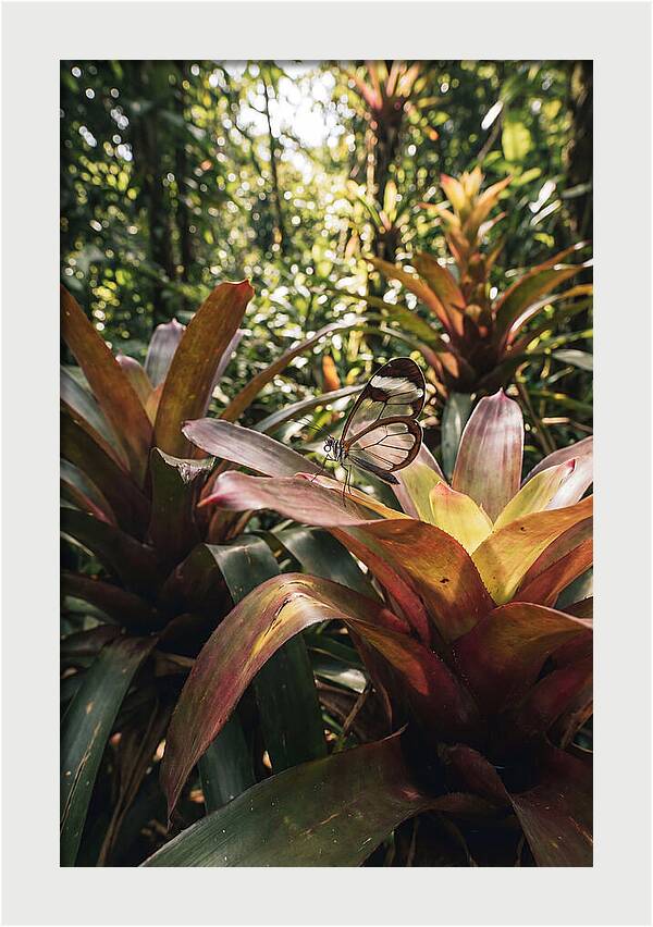 Glass Winged Butterfly Among Tropical Flora