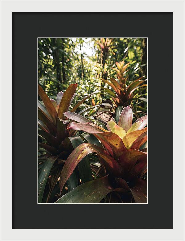 Glass Winged Butterfly Among Tropical Flora