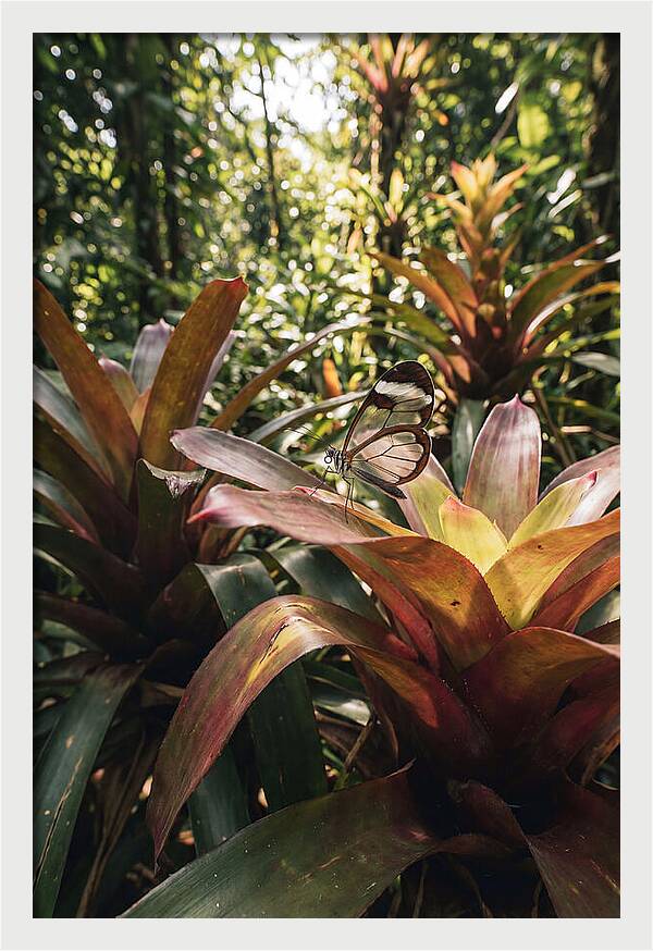 Glass Winged Butterfly Among Tropical Flora