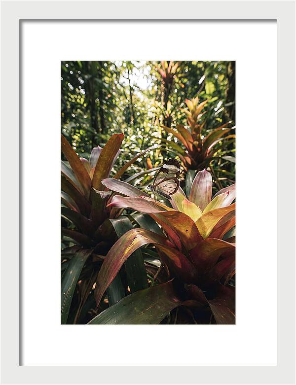 Glass Winged Butterfly Among Tropical Flora