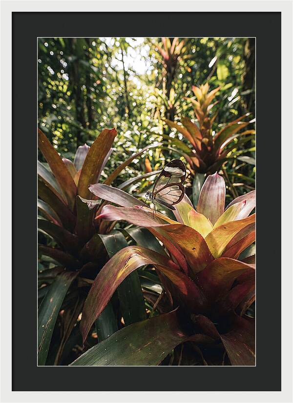 Glass Winged Butterfly Among Tropical Flora