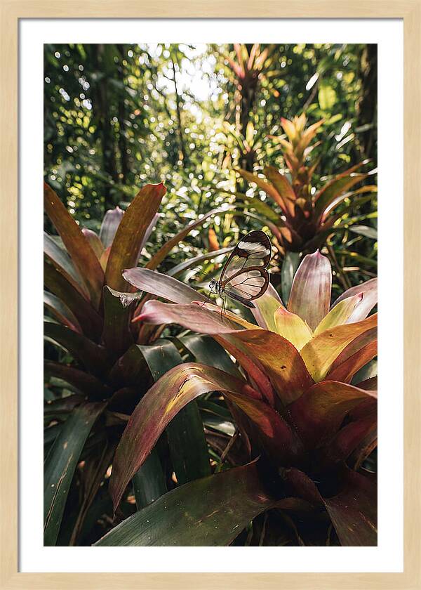 Glass Winged Butterfly Among Tropical Flora
