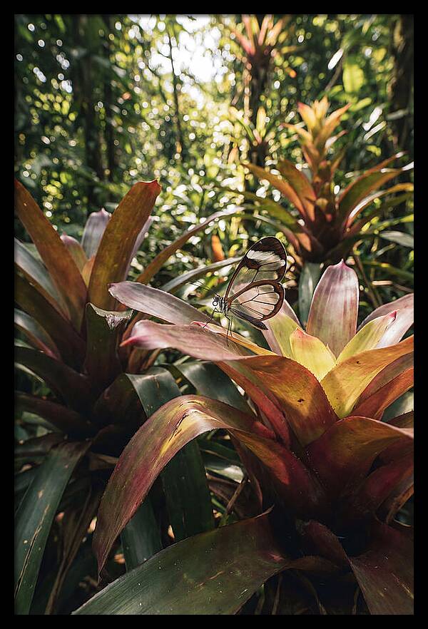 Glass Winged Butterfly Among Tropical Flora