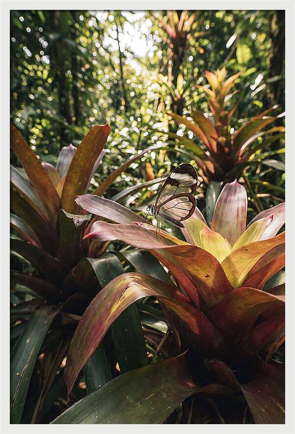 Glass Winged Butterfly Among Tropical Flora
