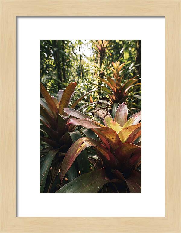 Glass Winged Butterfly Among Tropical Flora