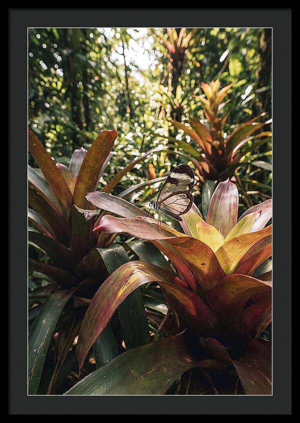 Glass Winged Butterfly Among Tropical Flora