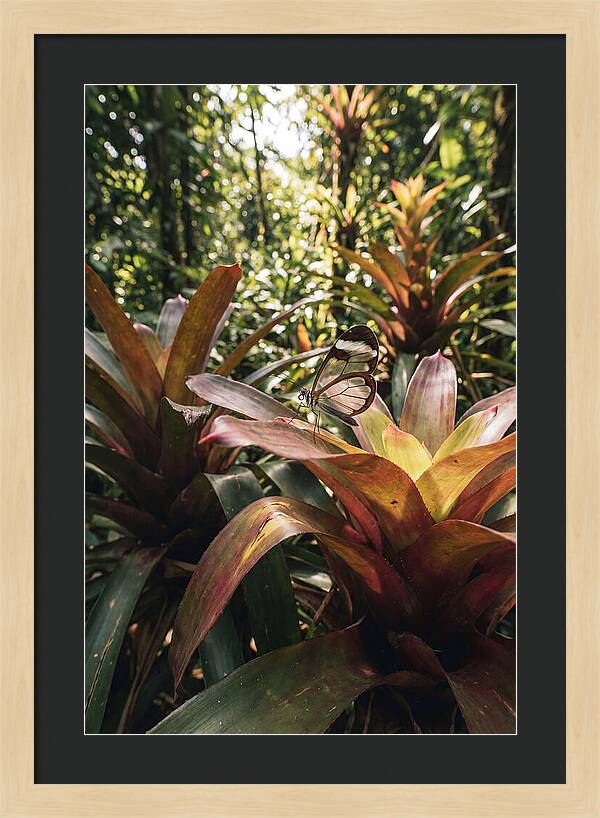 Glass Winged Butterfly Among Tropical Flora