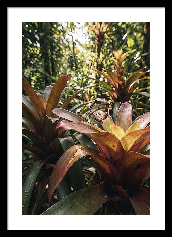 Glass Winged Butterfly Among Tropical Flora