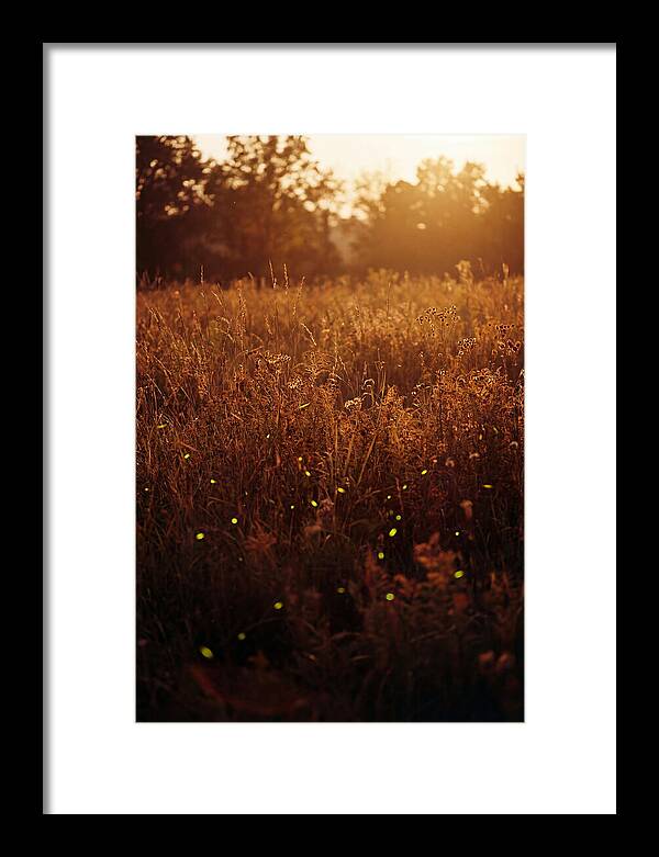 Glowing Fireflies In Autumn Meadow