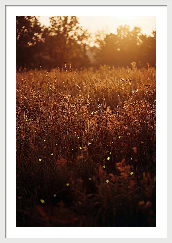 Glowing Fireflies In Autumn Meadow