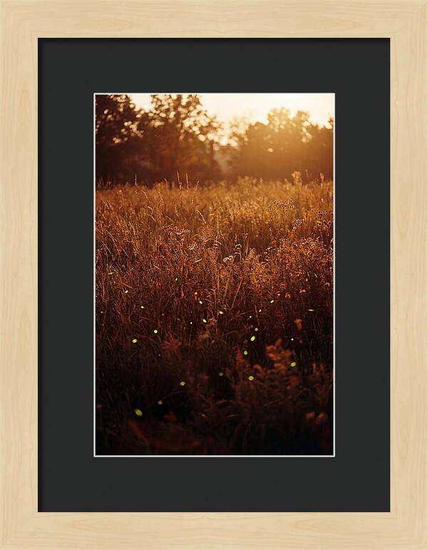 Glowing Fireflies In Autumn Meadow