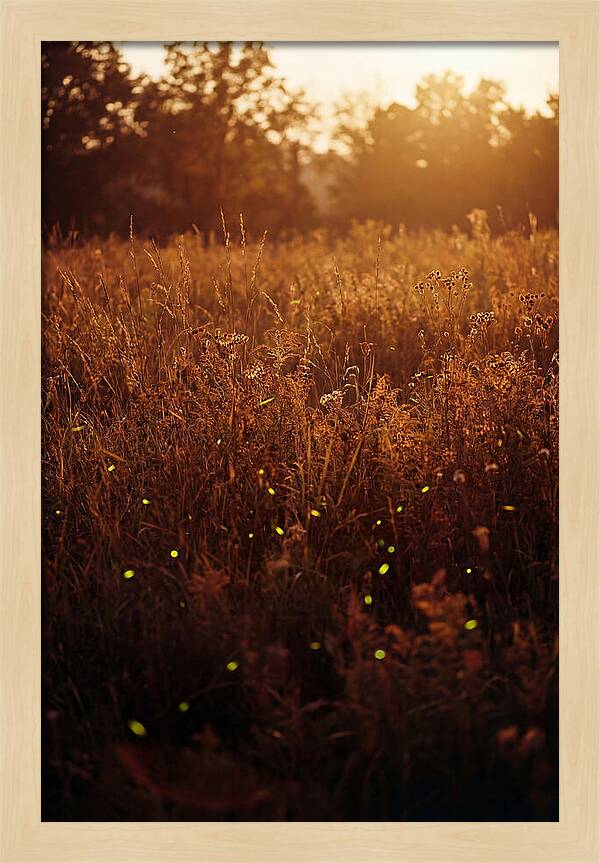 Glowing Fireflies In Autumn Meadow
