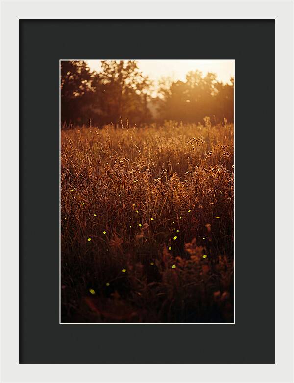 Glowing Fireflies In Autumn Meadow