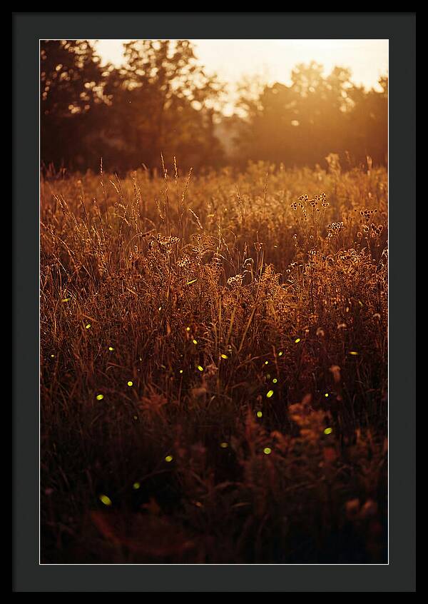 Glowing Fireflies In Autumn Meadow