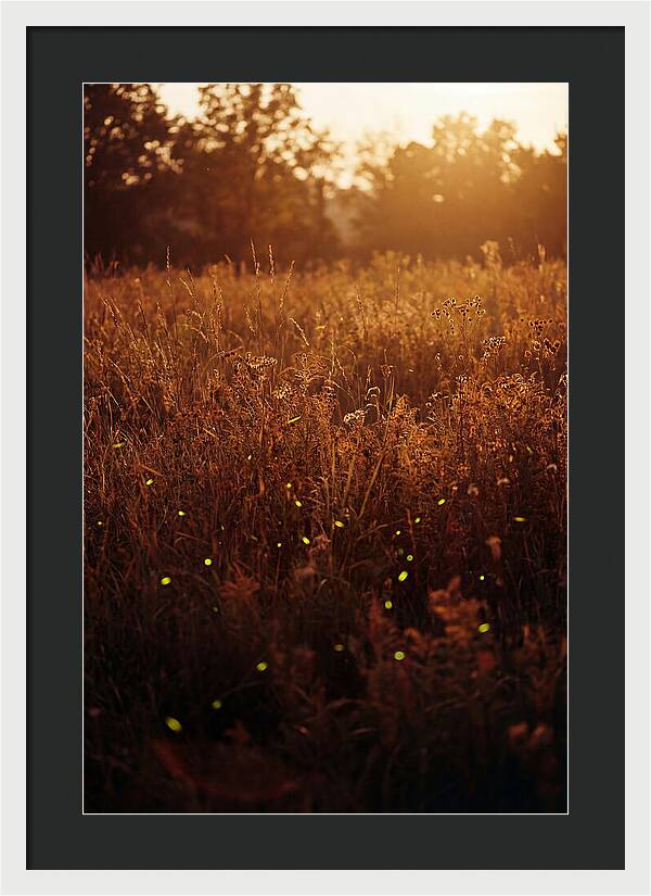 Glowing Fireflies In Autumn Meadow
