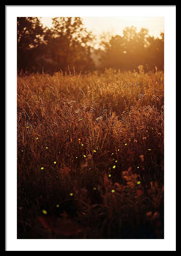 Glowing Fireflies In Autumn Meadow