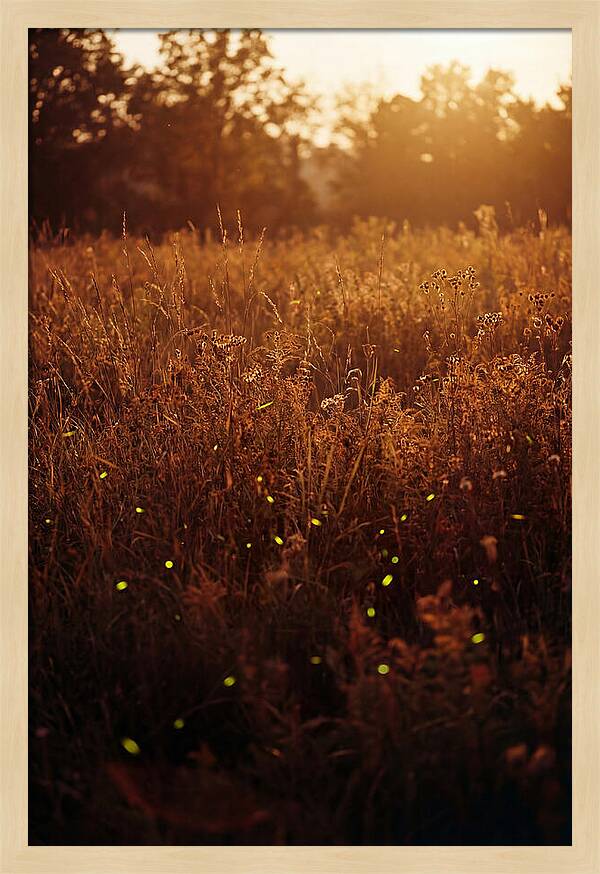 Glowing Fireflies In Autumn Meadow
