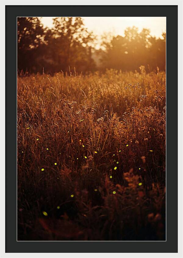 Glowing Fireflies In Autumn Meadow